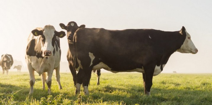 Cambios respecto a cuidado animal cambiarían la industria de la carne en Chile