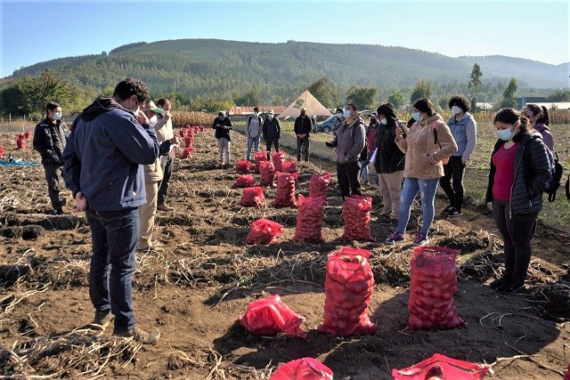 Productores de la Provincia de Arauco apuestan a cuadruplicar productividad en el cultivo de la papa