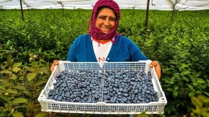 Perú supera a Chile como primer exportador de aguacates y arándanos a China