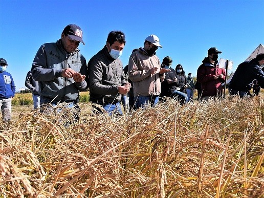 Arroz chileno supera en calidad y sustentabilidad a los importados sostiene investigadora INIA