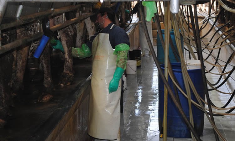 Lecheros reclaman reajuste de precios a la industria láctea ante alza internacional