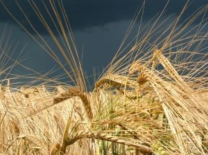 Molienda de trigo de la Región del Biobío aumentó 22,8% en marzo de 2022