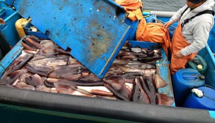 Desembarque pesquero de la Región del Biobío disminuyó 11,0% en marzo
