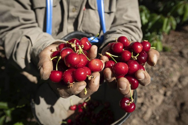El negocio de la cereza es rentable “a la manera chilena”: Mendoza busca triplicar su producción