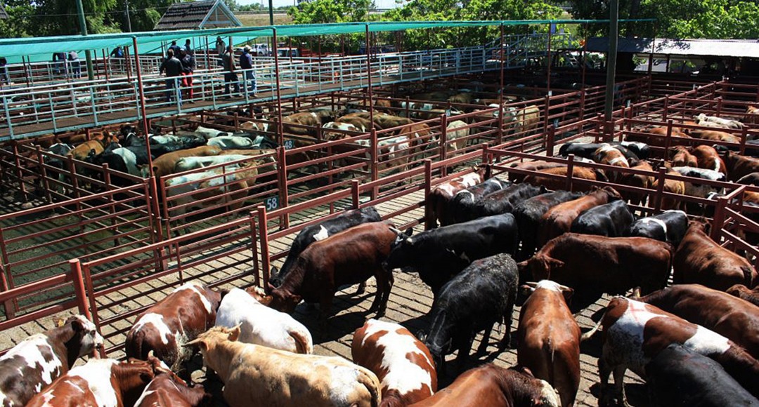 Producción de carne en vara de ganado bovino de la Región del Biobío aumentó 14,8% en marzo