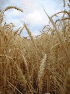 Argentina da luz verde a la comercialización de trigo transgénico resistente a sequía