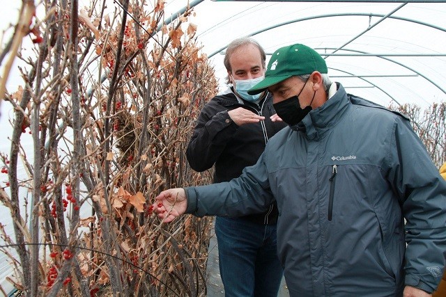 Puerto Natales desafía el frío y desarrolla agricultura en el fin del mundo