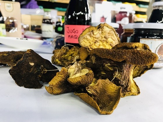 En Puerto Aysén se dio cita al primer Encuentro de Recolectoras/es de Productos Forestales no Madereros (PFnM)