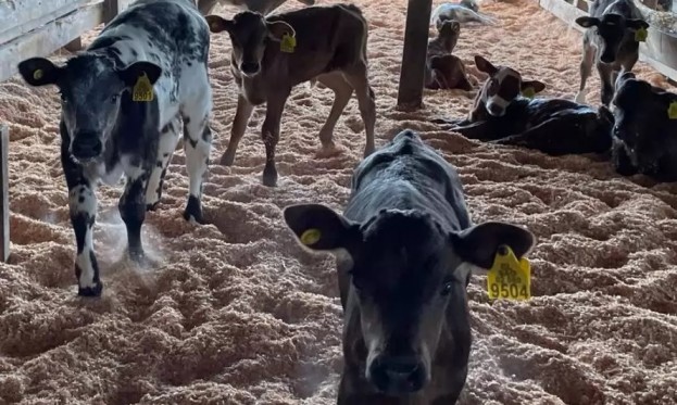 Proyecto de Terneros Macho de Lechería: alcanzan hasta 180 kilos en seis meses