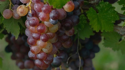 Cosecha nacional: Conoce las cinco principales frutas que exporta nuestro país