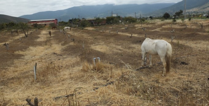 Crisis hídrica en Putaendo: Agricultores denuncian que solo 5 personas tienen derecho al agua