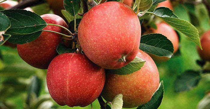 MANZANAS: REPORTE DE COSECHA, EXPORTACIONES Y PRECIOS 2021/22 PARA LA UNIÓN EUROPEA