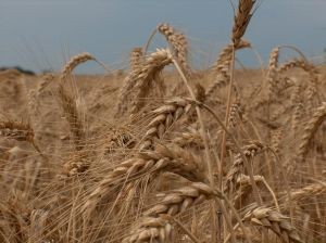 Molienda de trigo de la Región del Biobío disminuyó 21,5% en abril de 2022