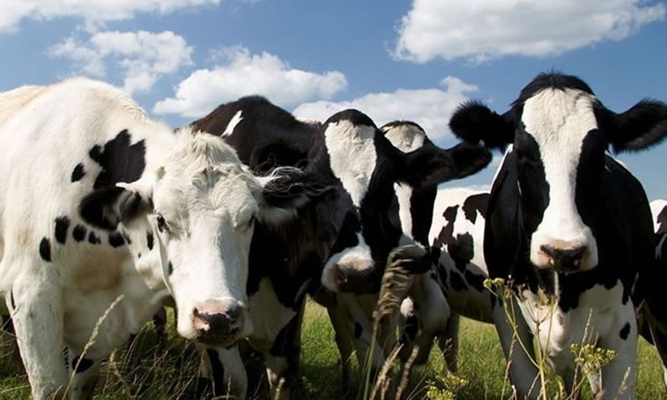 Alertan difícil contingencia: “Estamos muchos produciendo a pérdida, con tal de mantener la producción de alimentos”
