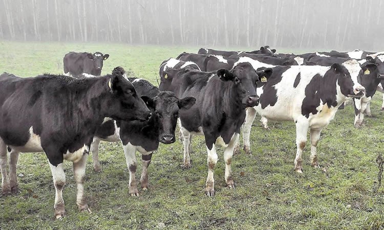 Situación regional: Producción de leche cruda cierra el primer trimestre con resultado mixto