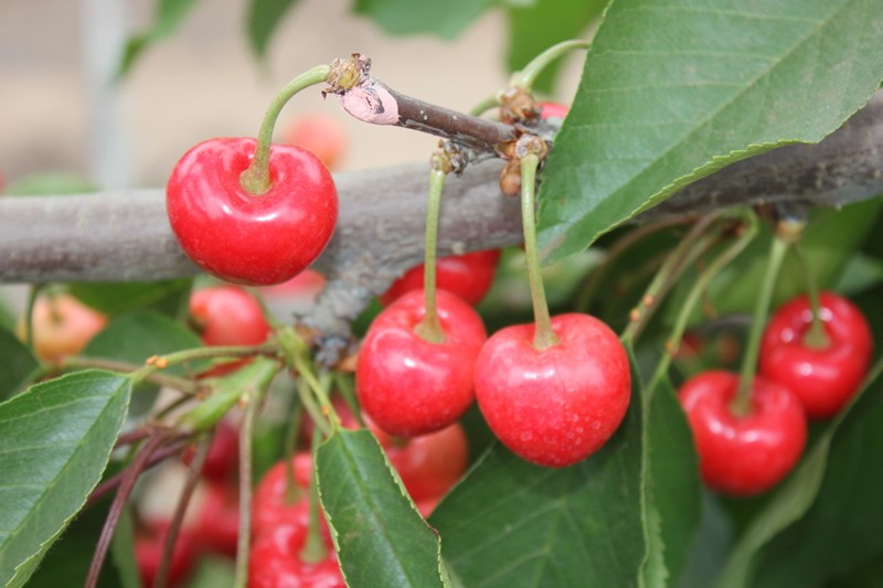 PRODUCTORES DE CEREZAS DE O’HIGGINS APOSTARÁN POR SELLO DE CALIDAD Y SUSTENTABILIDAD