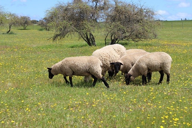 Alfalfa se transforma en una alternativa forrajera para el secano