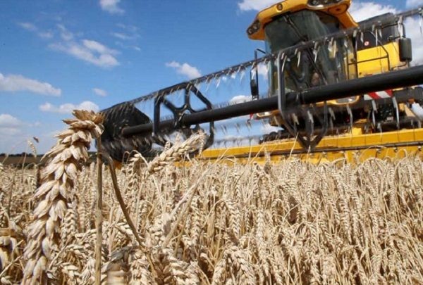 Agricultores prevén caída de 15% en la superficie sembrada de trigo en Ñuble