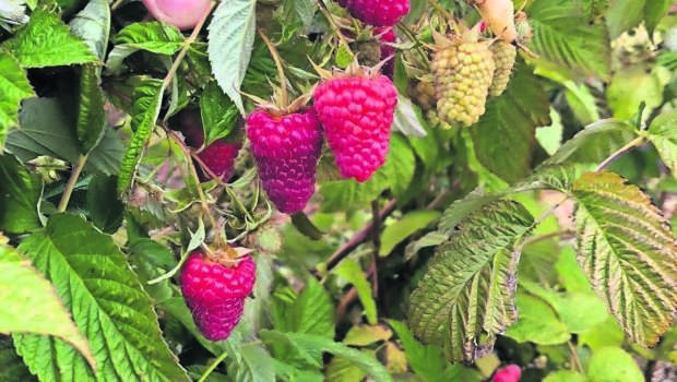 Dan impulso a la producción de frutos rojos en La Araucanía