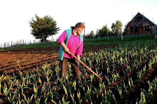 Extensión de emergencia agrícola: Entregarán apoyo a 2.500 pequeños agricultores de la Región de Los Lagos