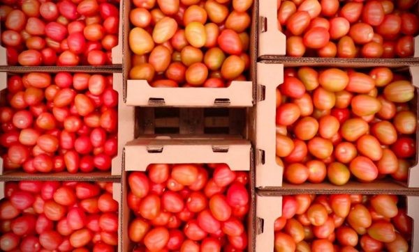 Chile: Importación de hortalizas crece 19,2% entre enero y mayo de 2022