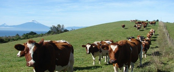 La producción ganadera de carne es un rubro que está concentrado entre las regiones del Biobío a Los Lagos