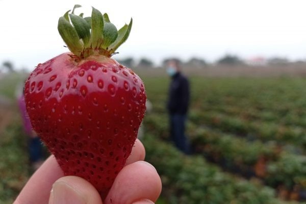 Proyectan cultivos de frutas tropicales bajo riego en Cobquecura