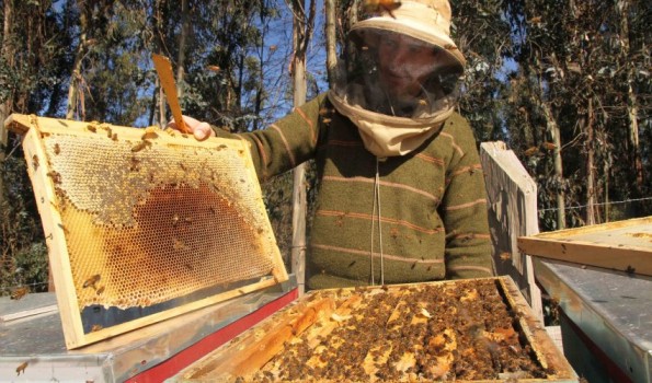 Sector apícola del Biobío vive complejo momento: Baja en producción y en exportaciones impactan industria