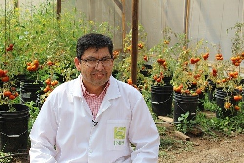 Grupo de investigadores chilenos trabajan en aumentar la tolerancia de tomates a la falta de agua o a la salinidad