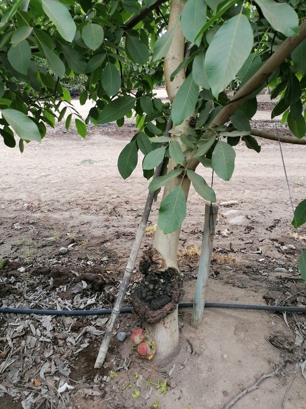 Tumores en frutales: Técnica molecular podría detectar la enfermedad precozmente