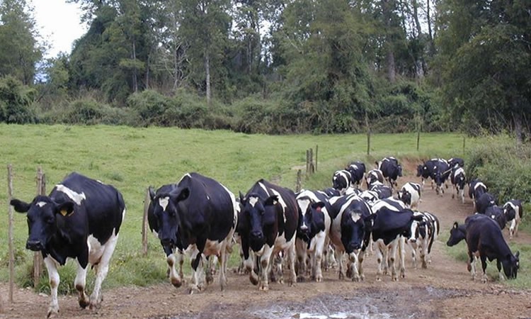 Recepción nacional de leche rompe racha negativa y cierra al mes de mayo con leve alza