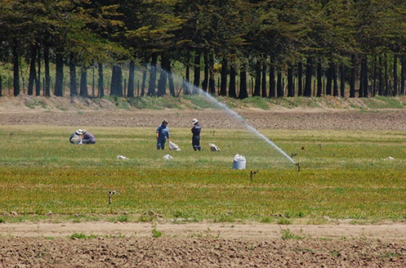 Alto precio del dólar encarece los costos en el agro