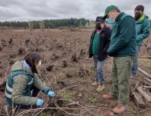 SAG aumenta aporte de controlador de Lobesia botrana a pequeños viñateros y productores de arándano de Ñuble