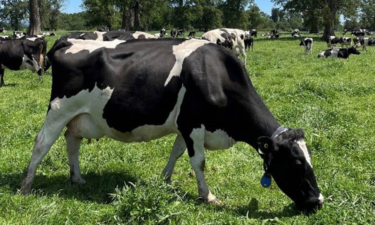 Producción de leche cruda mantiene un comportamiento mixto en regiones a mayo