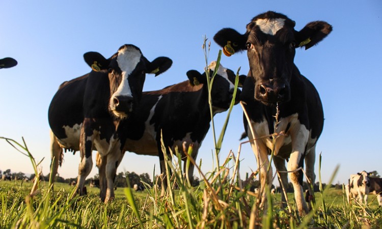 El precio de la leche al productor mejoró un 8,6% entre enero y mayo