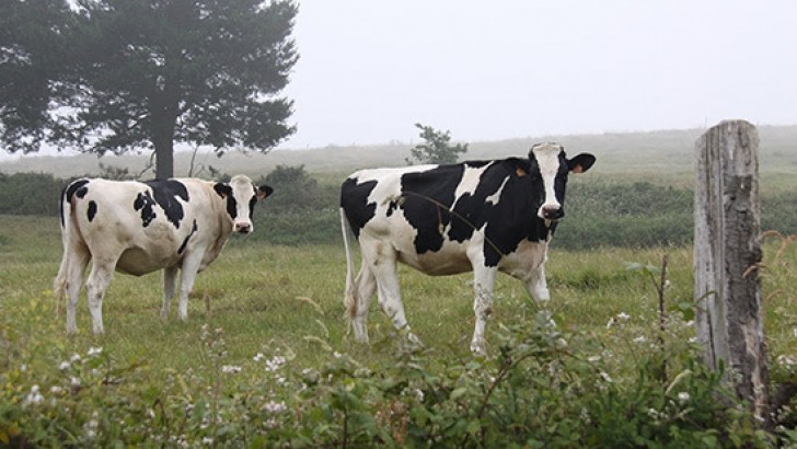 La producción mundial de leche, en 2022, podría caer un 0,5%