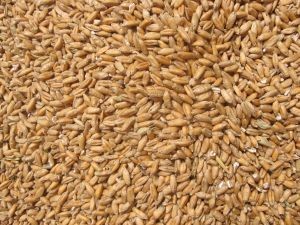 Molienda de trigo de la Región del Biobío aumentó 15,6% en junio
