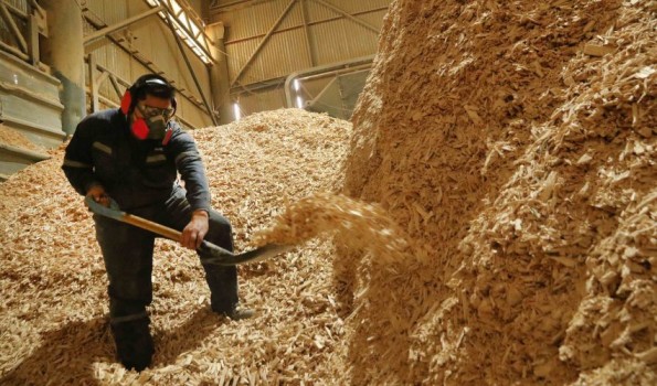 Industrias apuntan a producir el pellet desde árboles residuales