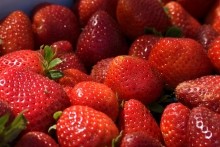 SAG establece medidas fitosanitarias por presencia de plaga que afecta a frutillas