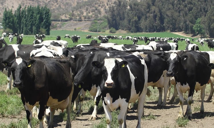 Recepción nacional de leche cruda cierra a la baja el primer semestre