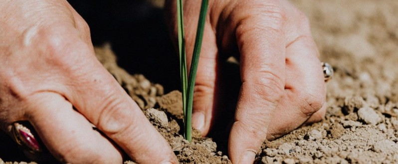 Odepa contribuye con iniciativa internacional sobre la Agricultura Familiar Campesina