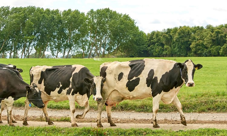 Expectación en la industria láctea por encarecimiento de insumos y baja en la producción este 2022