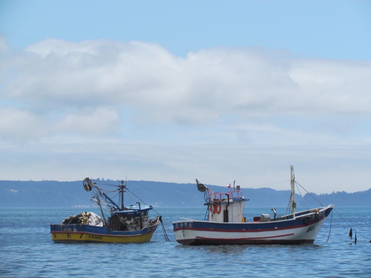 Fundación Chinquihue integra el nuevo Consejo Consultivo de la Pesca Artesanal del Biobío