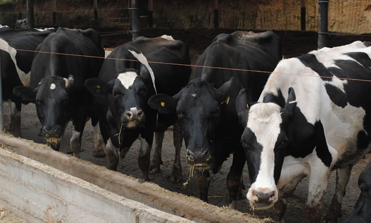 El precio a productor acumula alza de 8,7% entre enero y junio