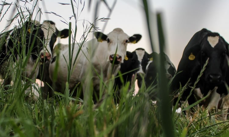 Producción de leche disminuye y costos productivos se mantienen altos
