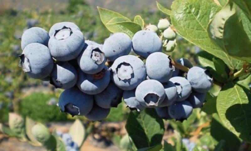 Perú: Complejo Agroindustrial Beta instaló 250 hectáreas de arándanos este año