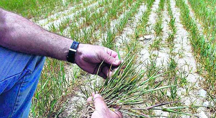 Demuestran que el etanol protege a las plantas de la sequía y el calor
