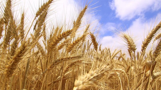 Agricultura chilena es potente y diversa para enfrentar crisis alimentaria, afirma ministro chileno