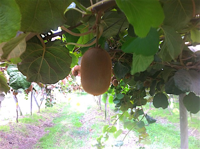 La temporada de kiwi chileno ha sido buena, pero con muchos calibres pequeños