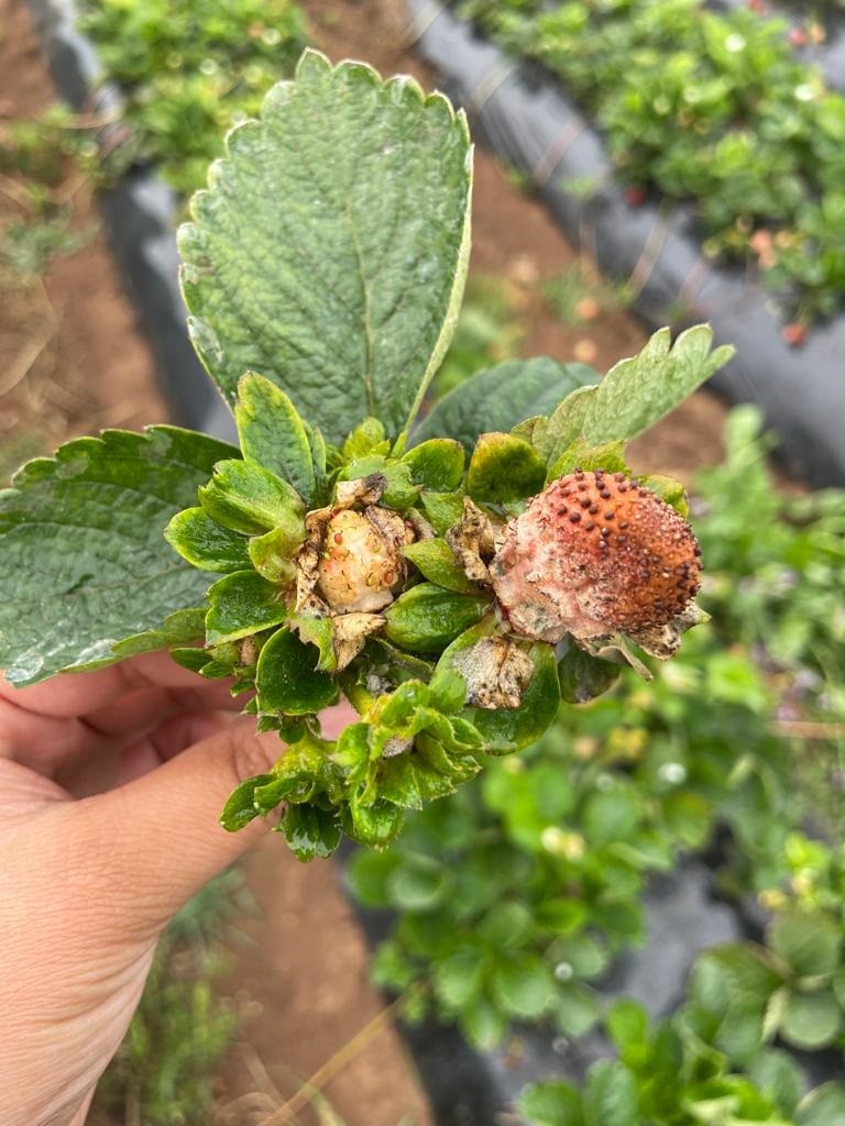 Nemátodo de la frutilla: INIA despliega trabajo para monitoreo y diagnóstico
